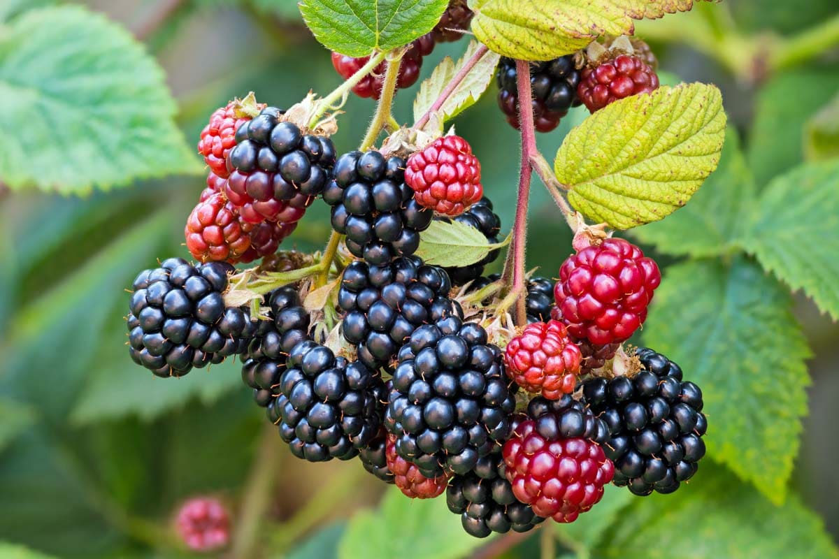 Black and Red Raspberries hang from a wild Maine bush