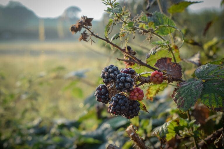 A field of blackberries