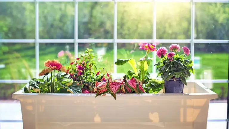 berries plants in window.