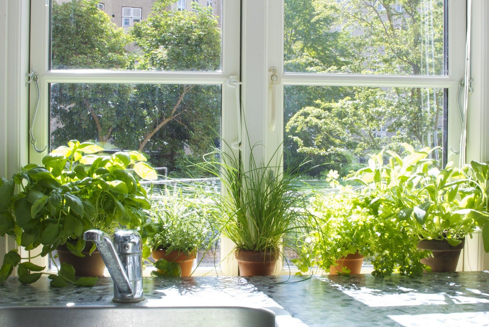 berries plants in window.