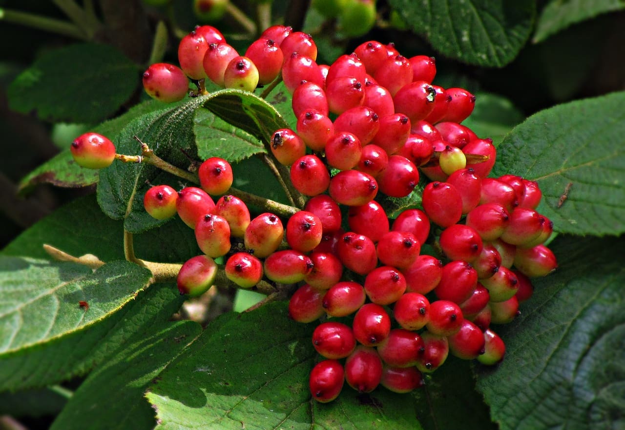 red berry plant in picture