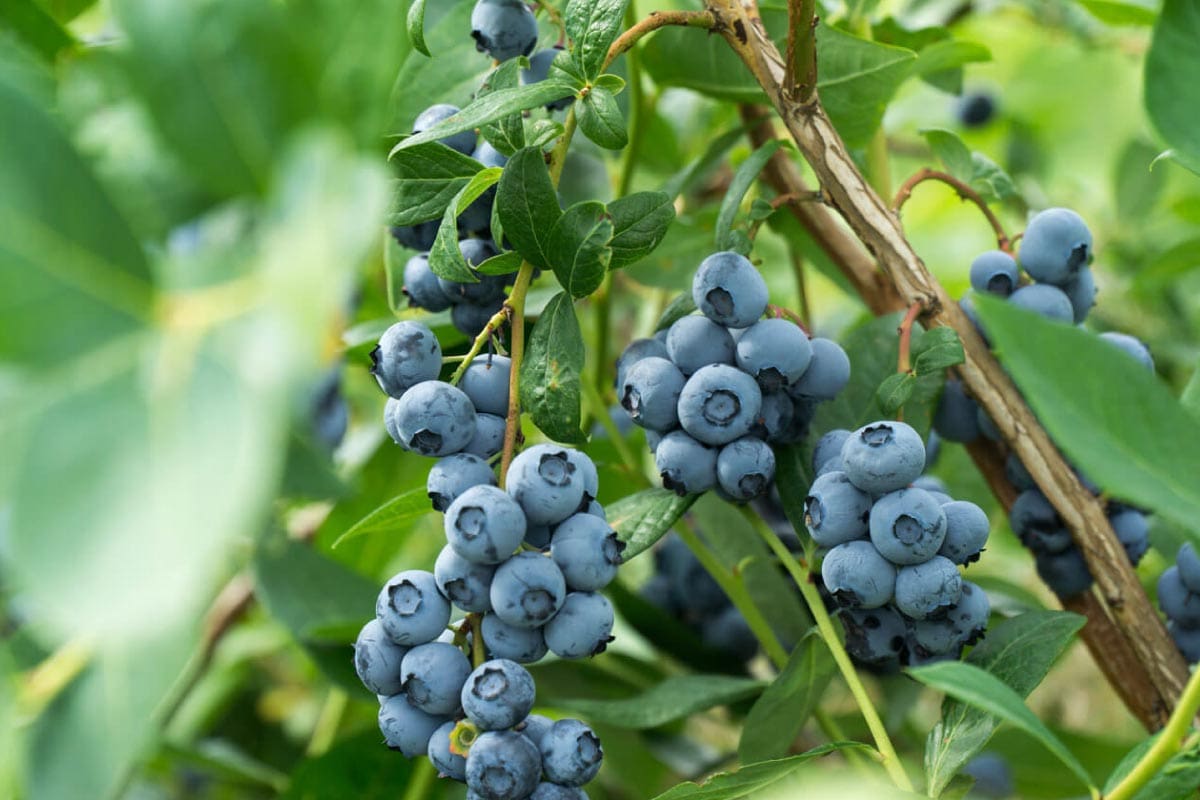 blueberry plant in picture.