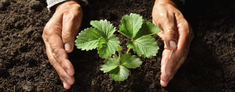 strawberry plant and hand around the plant in picture.