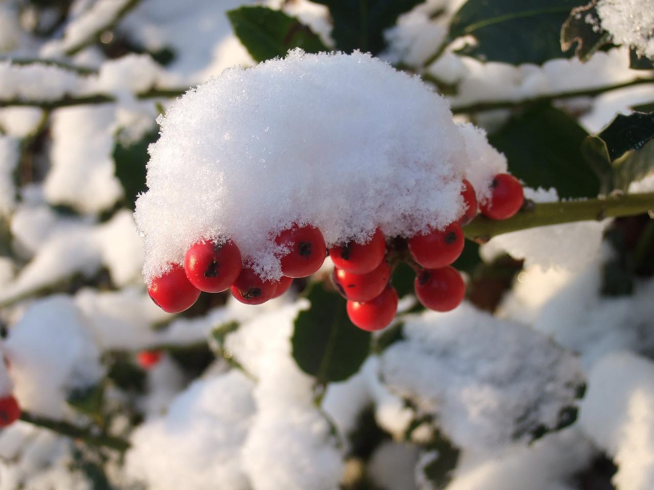 snow on berries.