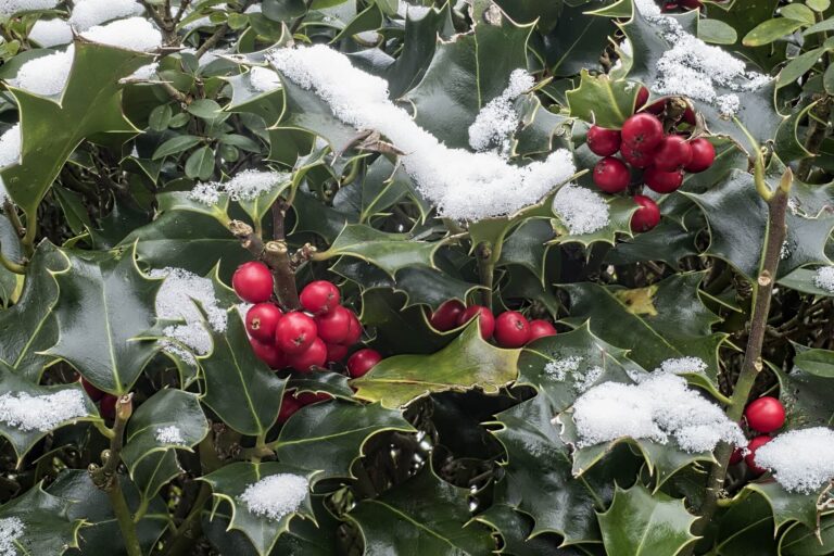 snow on berry leaves