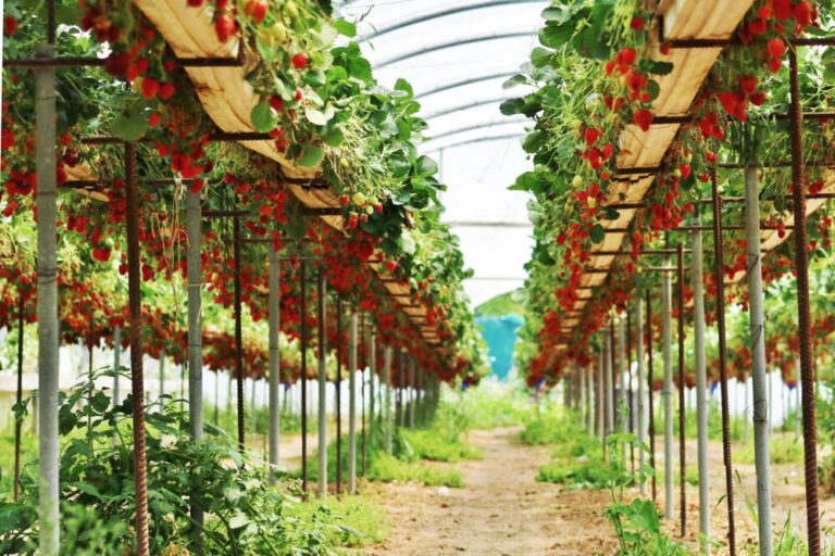 strawberries plants in greenhouse.