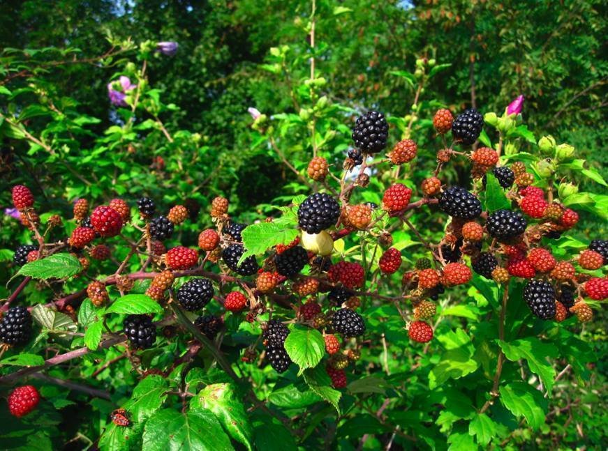 a heavy berry push plan with berries on it.