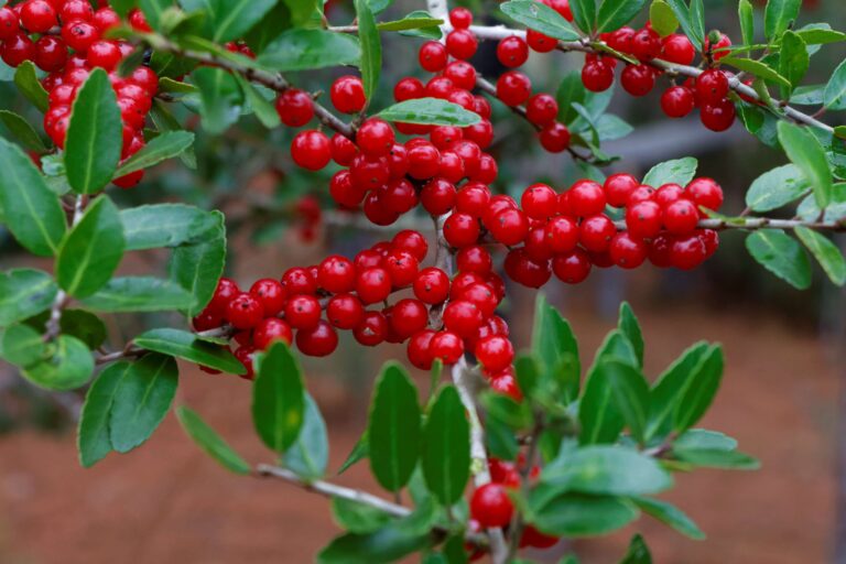 heavy berry bush plant in picture.