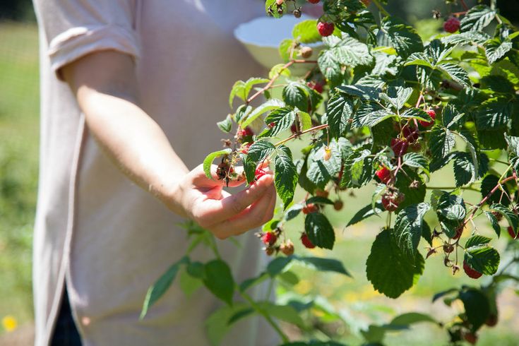 close shot of a woman holding berries on the berry bushes.