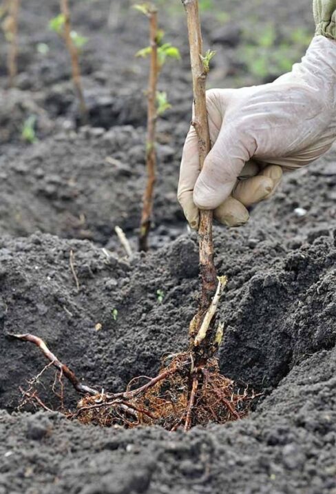 Bare Root Blackberry Plants